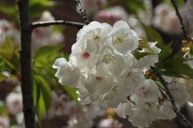 4UP_IMG_4275.jpg