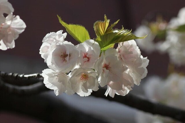 4UP_IMG_4818.jpg