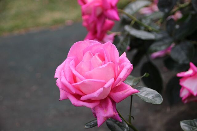 4UP_IMG_6961.jpg