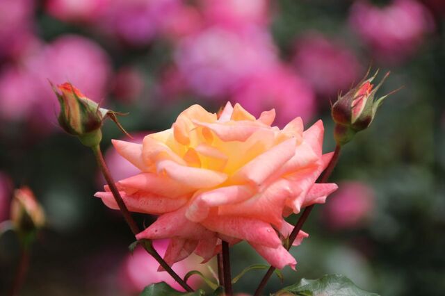 4UP_IMG_6983.jpg