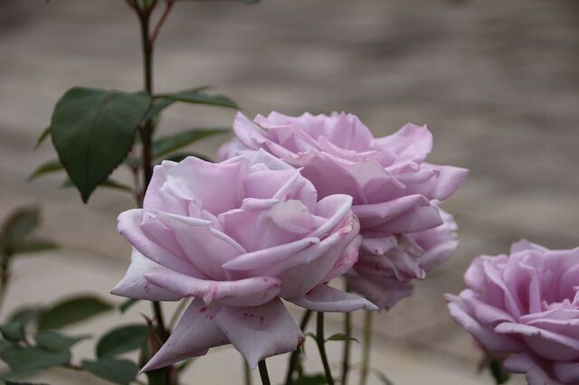 4UP_IMG_7119.jpg