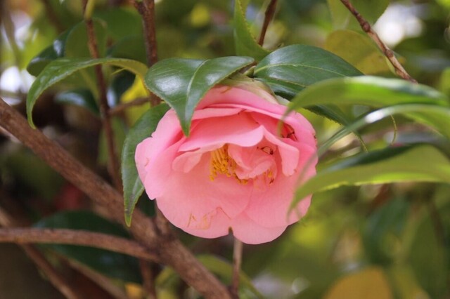 4UP_IMG_7243.jpg