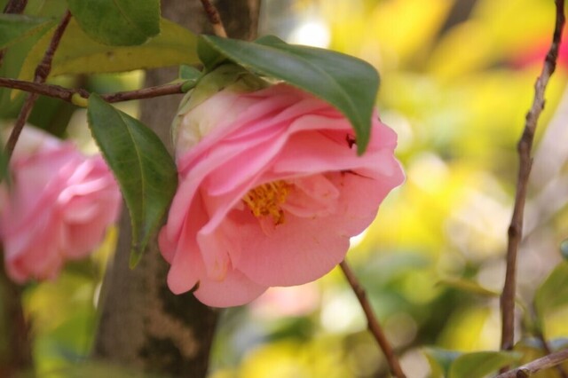 4UP_IMG_7245.jpg