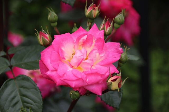 4UP_IMG_7310.jpg