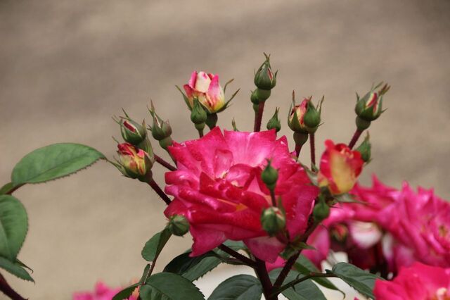 4UP_IMG_7312.jpg