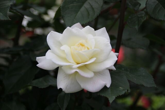 4UP_IMG_7325.jpg