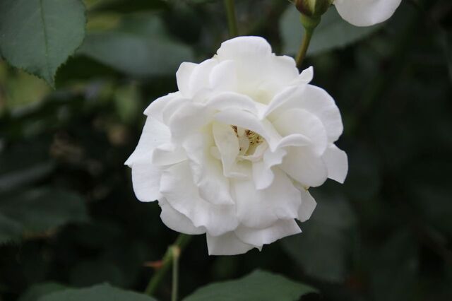 4UP_IMG_7343.jpg