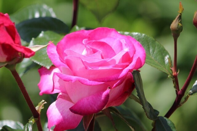 4UP_IMG_8275.jpg