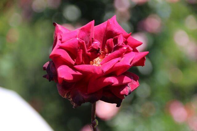 4UP_IMG_9551.jpg