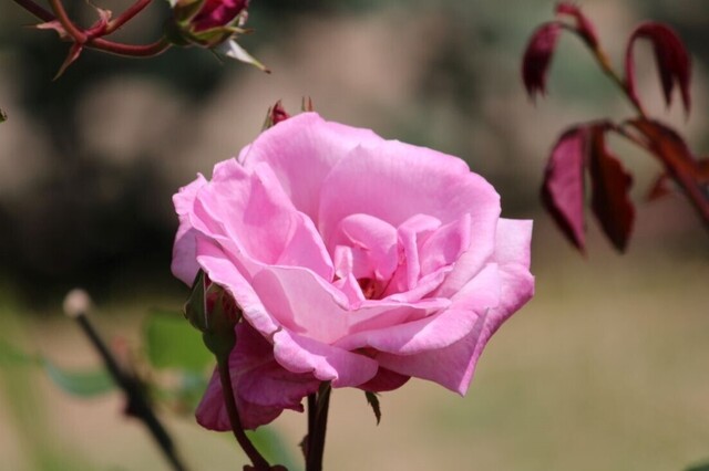 4aP_IMG_4167.jpg