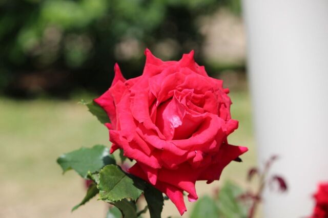 4aP_IMG_4194.jpg