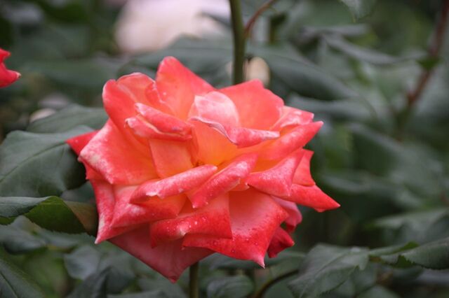 4aP_IMG_7248.jpg
