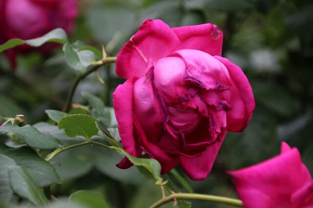 4aP_IMG_7264.jpg