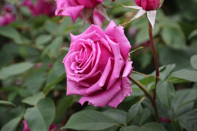 4aP_IMG_7293.jpg