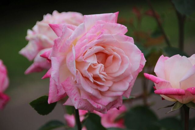 4aP_IMG_7339.jpg