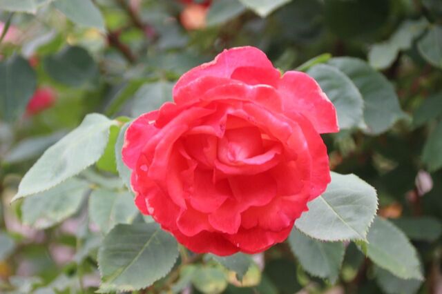 4aP_IMG_7367.jpg