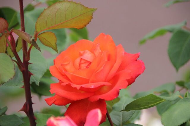 4aP_IMG_7373.jpg