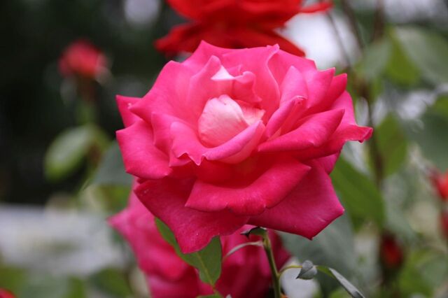 4aP_IMG_7381.jpg