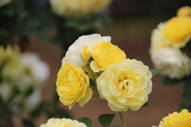 4aP_IMG_7427.jpg