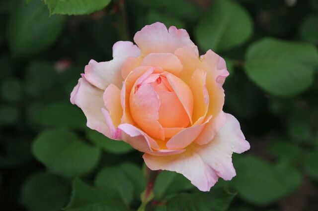 4aP_IMG_7765.jpg