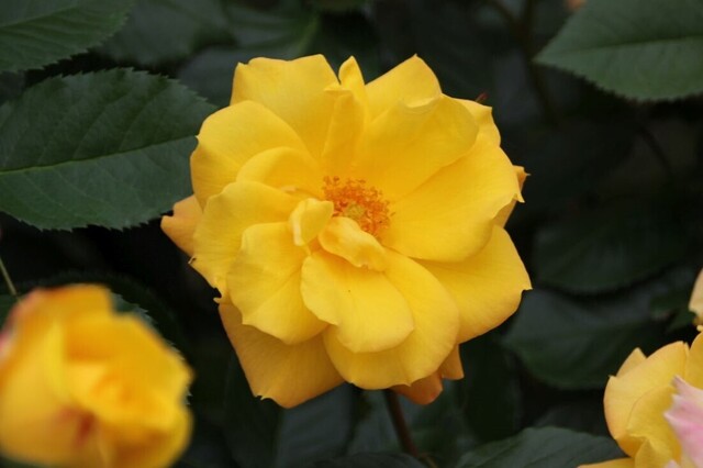 4aP_IMG_7903.jpg