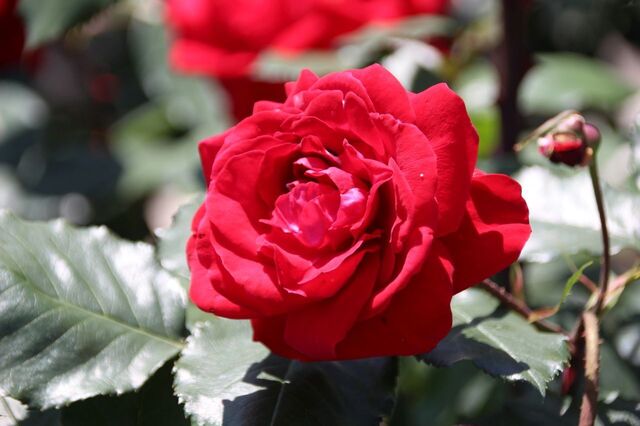 4bP_IMG_0138.jpg