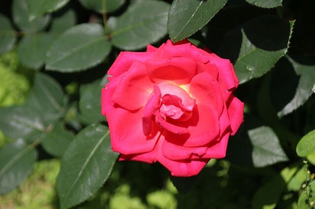 4bP_IMG_0719.jpg