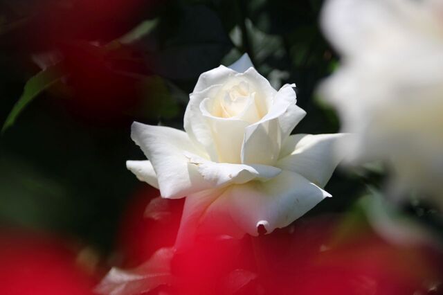 4bP_IMG_0988.jpg