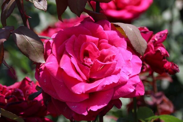 4bP_IMG_1011.jpg