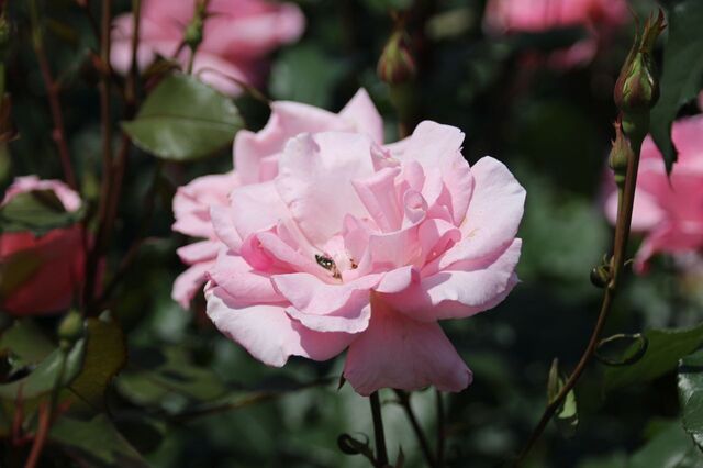 4bP_IMG_1031.jpg