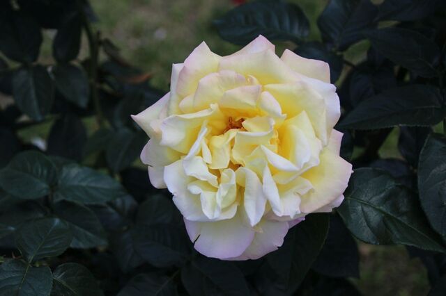 4bP_IMG_1066.jpg