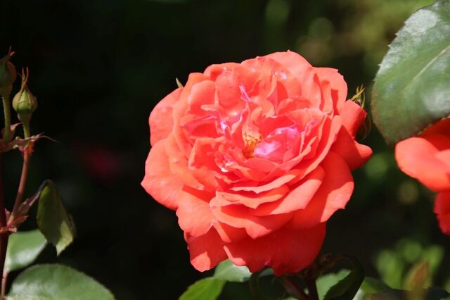 4bP_IMG_1112.jpg