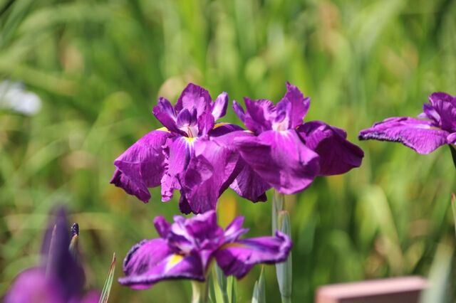 4bP_IMG_1199.jpg