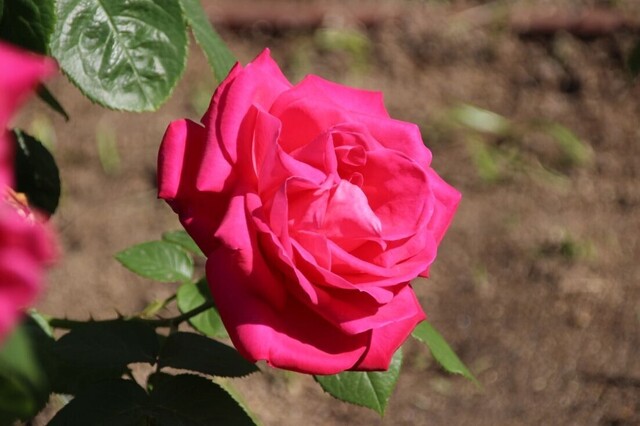 4bP_IMG_1323.jpg