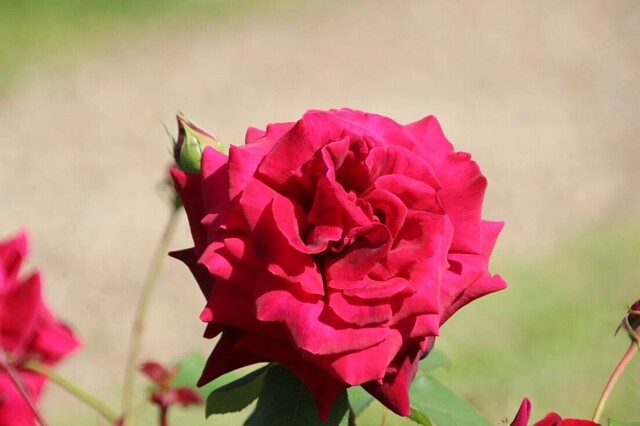 4bP_IMG_1357.jpg