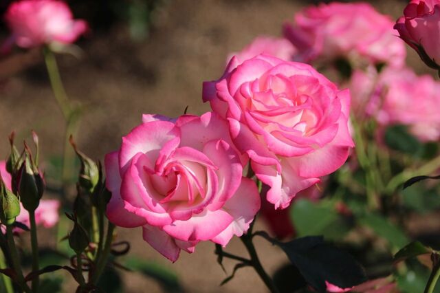 4bP_IMG_2657.jpg