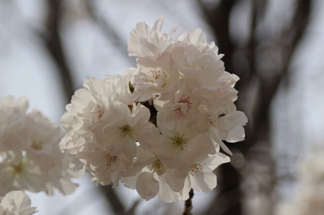 4bP_IMG_4596.jpg
