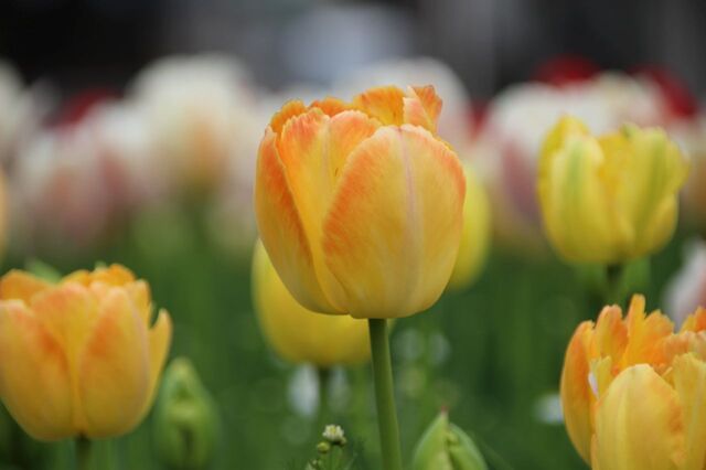 4bP_IMG_6226.jpg