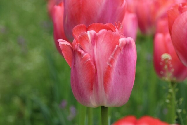 4bP_IMG_6245.jpg