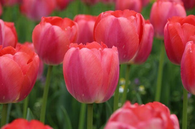 4bP_IMG_6251.jpg
