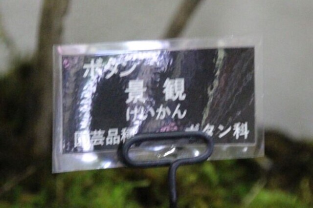 4bP_IMG_7952.jpg