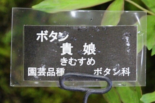 4bP_IMG_7957.jpg