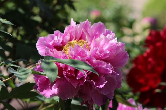 4uP_IMG_1790.jpg