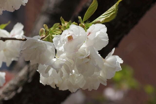 5UP_IMG_4286.jpg
