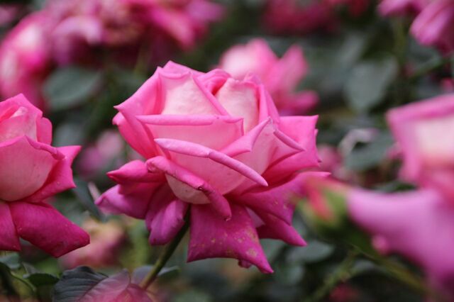 5UP_IMG_6955.jpg
