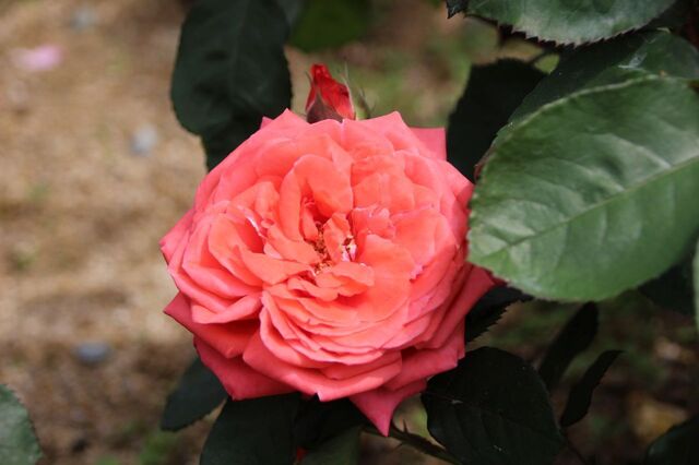 5UP_IMG_6975.jpg