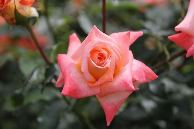 5UP_IMG_6985.jpg