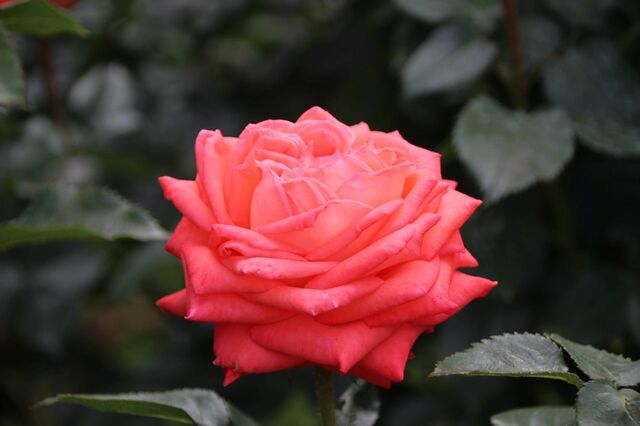 5UP_IMG_7037.jpg
