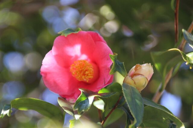 5UP_IMG_7046.jpg