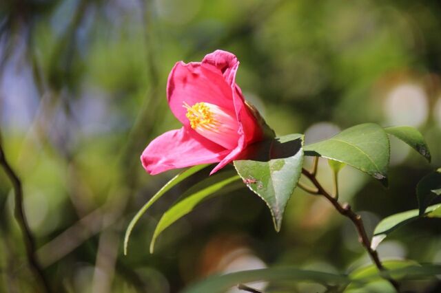 5UP_IMG_7310.jpg